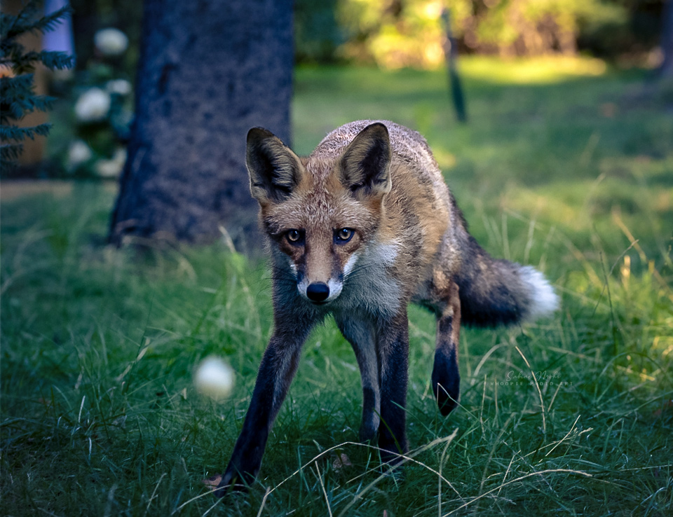 fox 09.23
