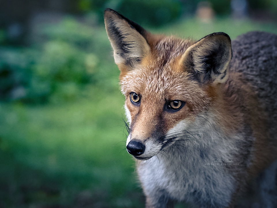 fox 09.23