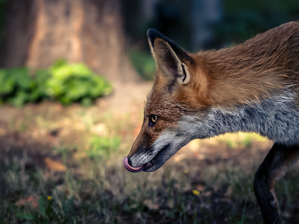 fox 09.23
