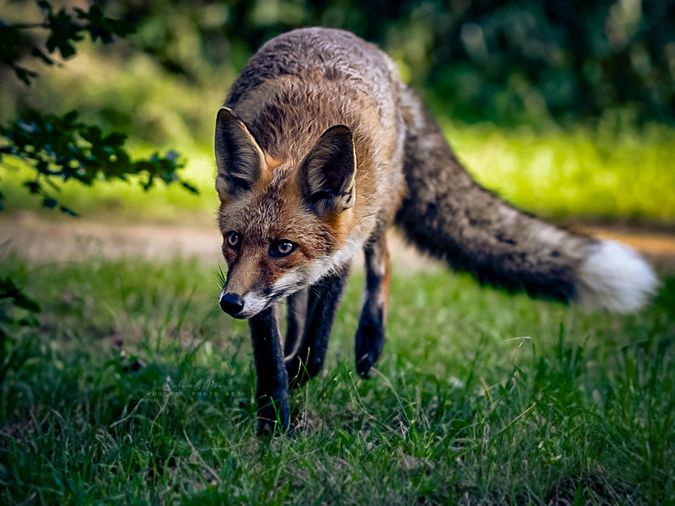 fox 09.23