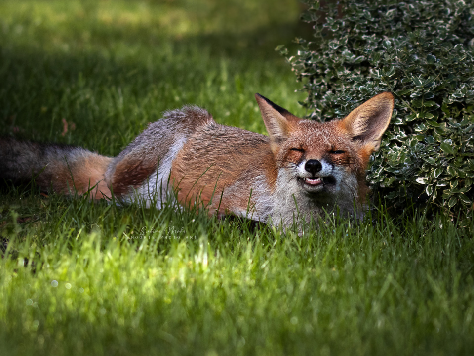 fox 09.23