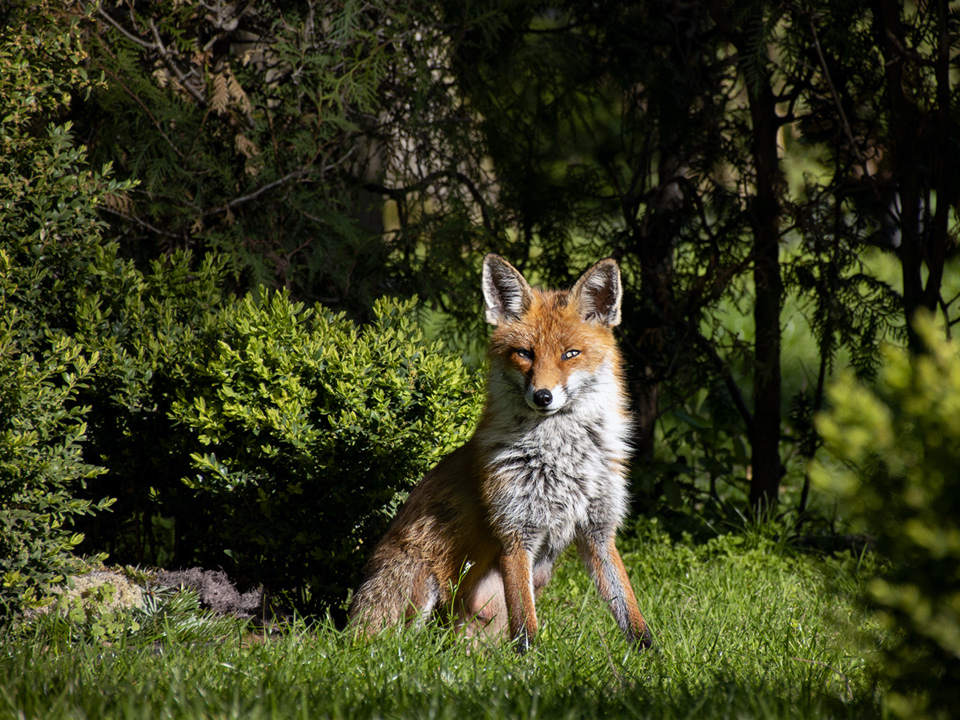 fox 04.23