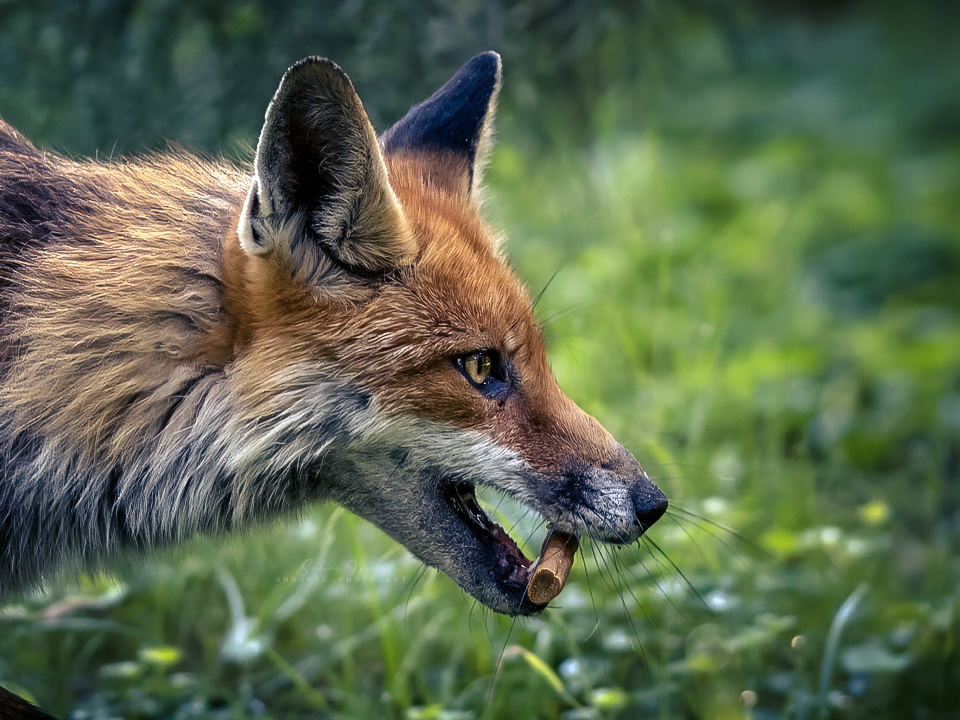 fox 06.24