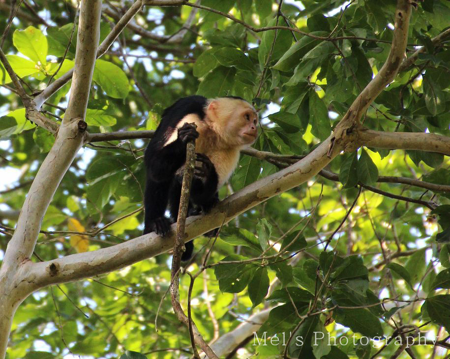 Affe3_05.14