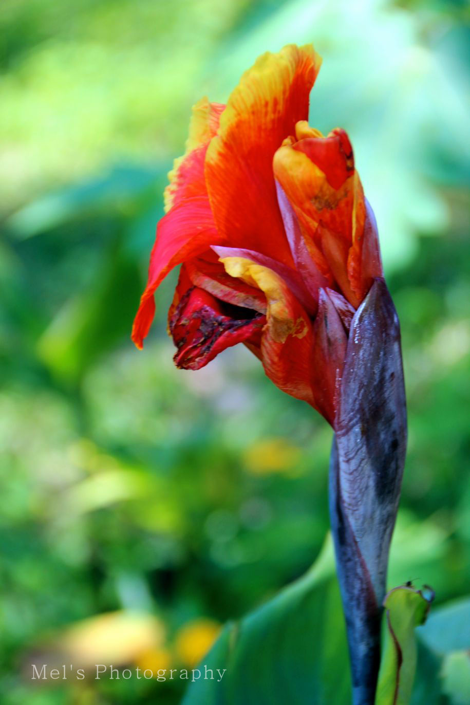Blume2_05.14