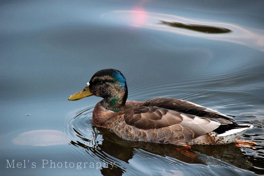 Ente_08.13
