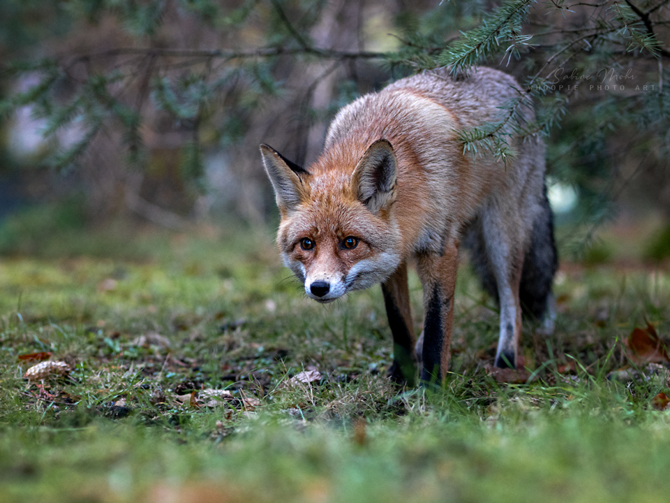 fox 12.20 
