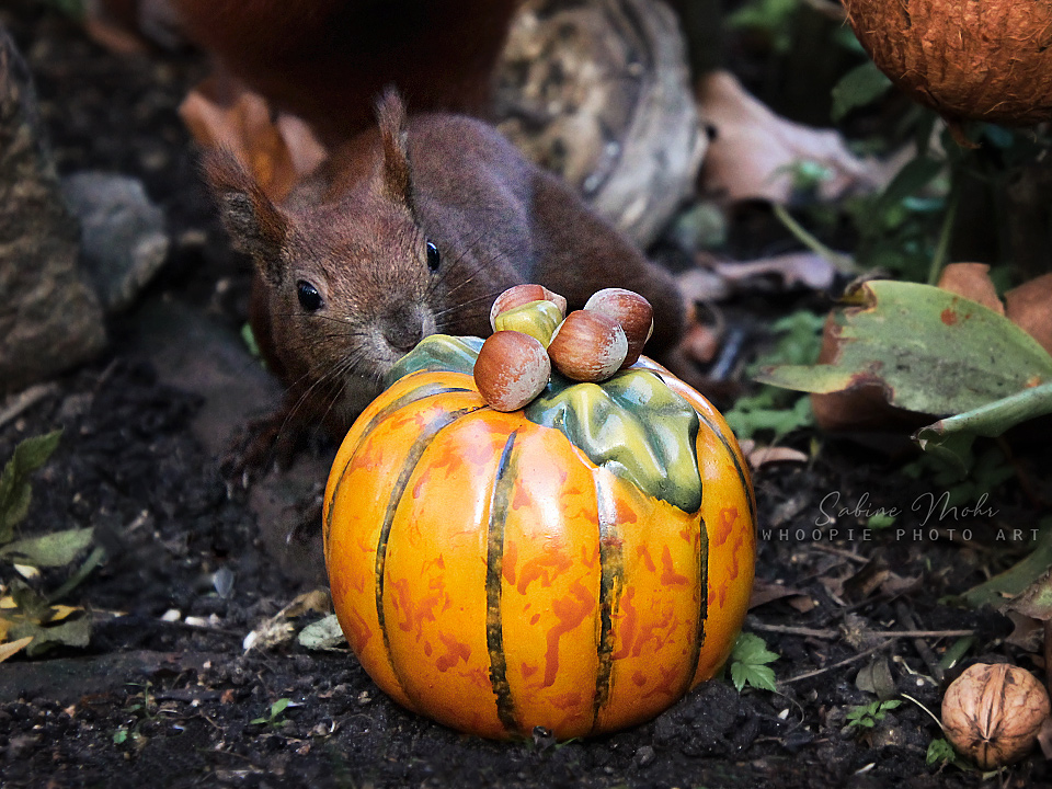 HZ pumpkin first contact...10.19