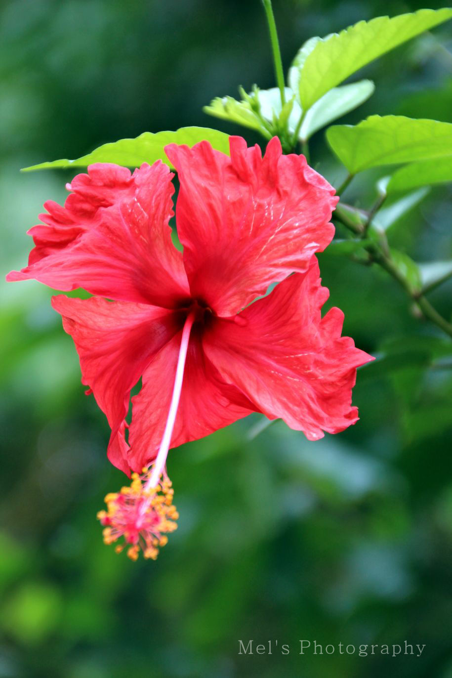 Hibiskus_05.14