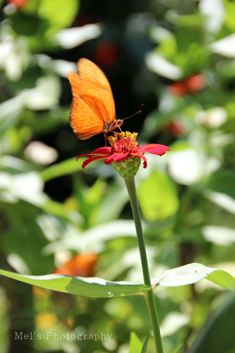 Schmetterling1_05.14