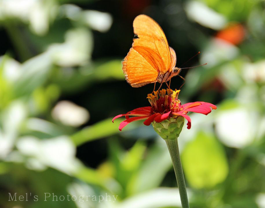 Schmetterling2_05.14