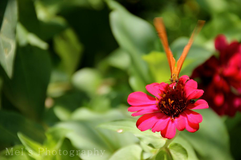 Schmetterling3_05.14