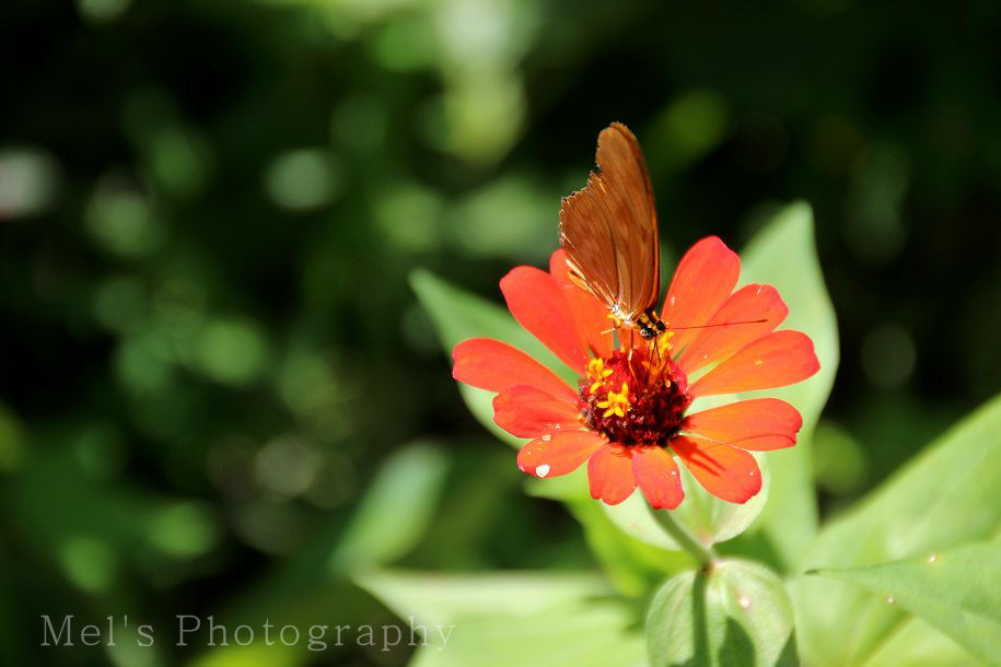 Schmetterling5_05.14