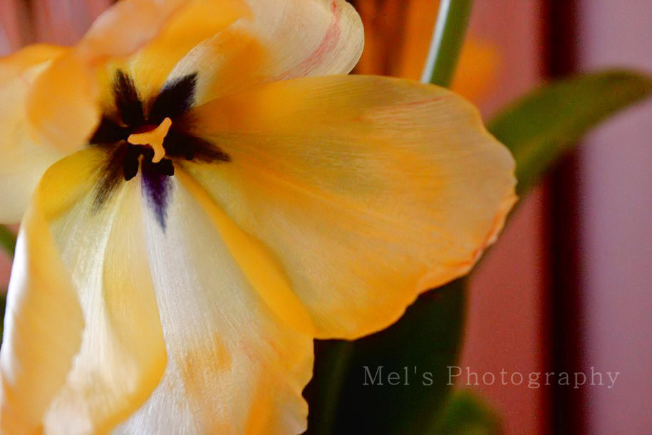 Tulpe_05.13