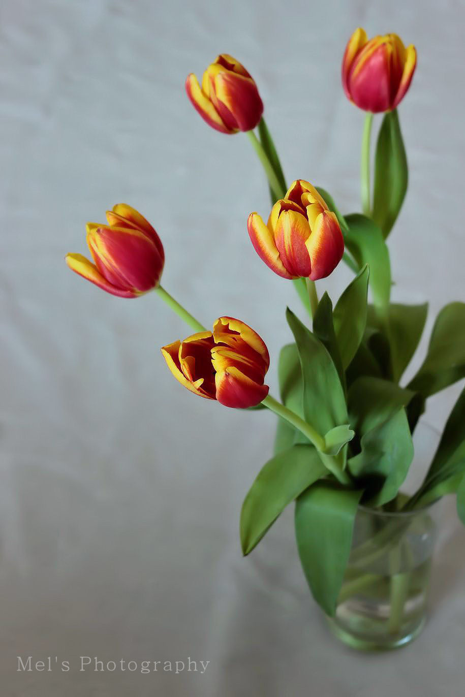 Tulpen_03.14