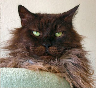 Chewy