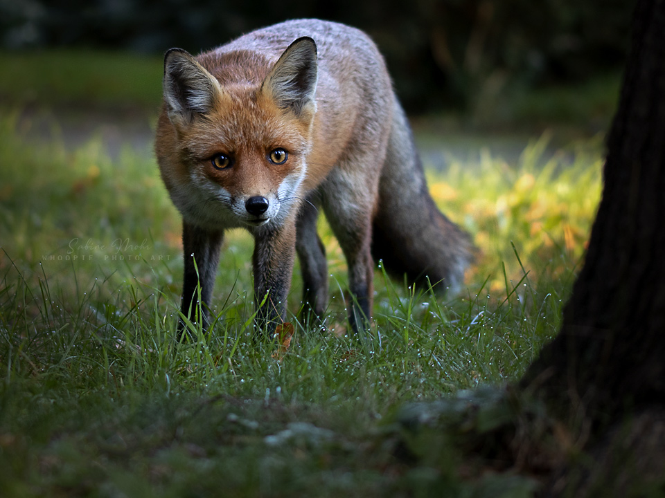 fox 09.21
