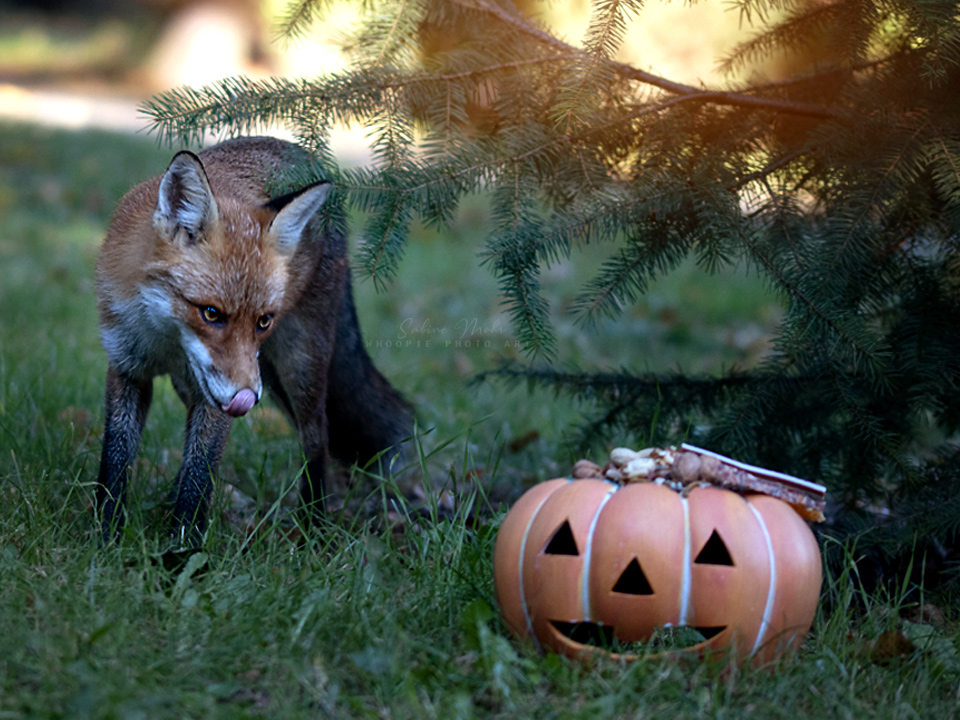 fox 09.21
