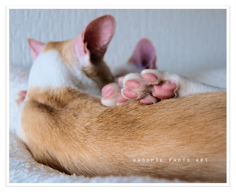 muffin_pumbaa.06.11