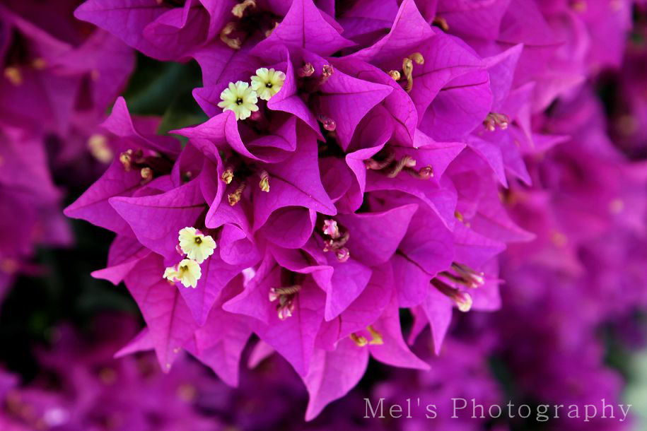 Tulpe_05.13