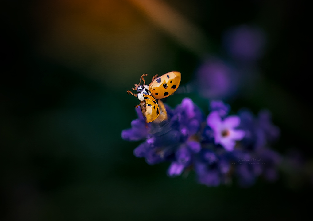06.25