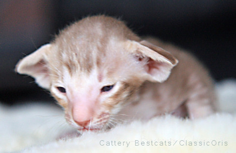 Moneypenny