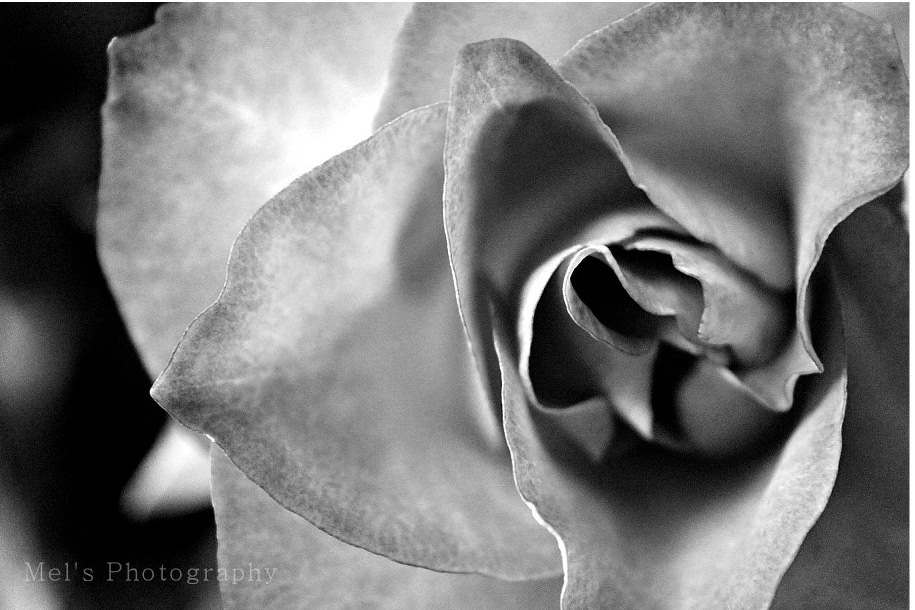 rose_05.14